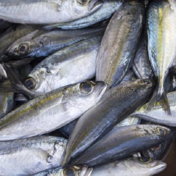 L’INS redoute une flambée des prix du poisson du fait de l’interdiction des importations de Chine, foyer du Coronavirus L’INS redoute une flambée des prix du poisson du fait de l’interdiction des importations de Chine, foyer du Coronavirus