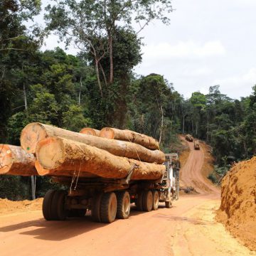 Bois ronds : le Cameroun premier fournisseur africain du Vietnam Bois ronds : le Cameroun premier fournisseur africain du Vietnam