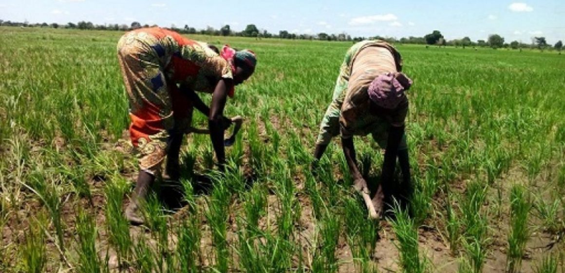 Mayo-Danay : 1,2 milliards de Fcfa pour accompagner les riziculteurs Mayo-Danay : 1,2 milliards de Fcfa pour accompagner les riziculteurs