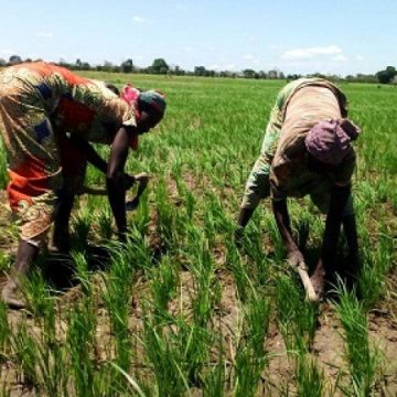 Mayo-Danay : 1,2 milliards de Fcfa pour accompagner les riziculteurs Mayo-Danay : 1,2 milliards de Fcfa pour accompagner les riziculteurs