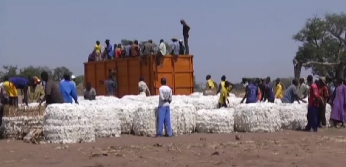 Performance: La Société de développement du coton (SODECOTON) a produit 328 448 tonnes de coton au cours de la saison 2019-2020, soit une hausse de 8,36% Performance: La Société de développement du coton (SODECOTON) a produit 328 448 tonnes de coton au cours de la saison 2019-2020, soit une hausse de 8,36%