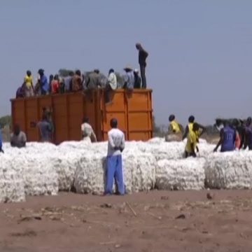 Performance: La Société de développement du coton (SODECOTON) a produit 328 448 tonnes de coton au cours de la saison 2019-2020, soit une hausse de 8,36%