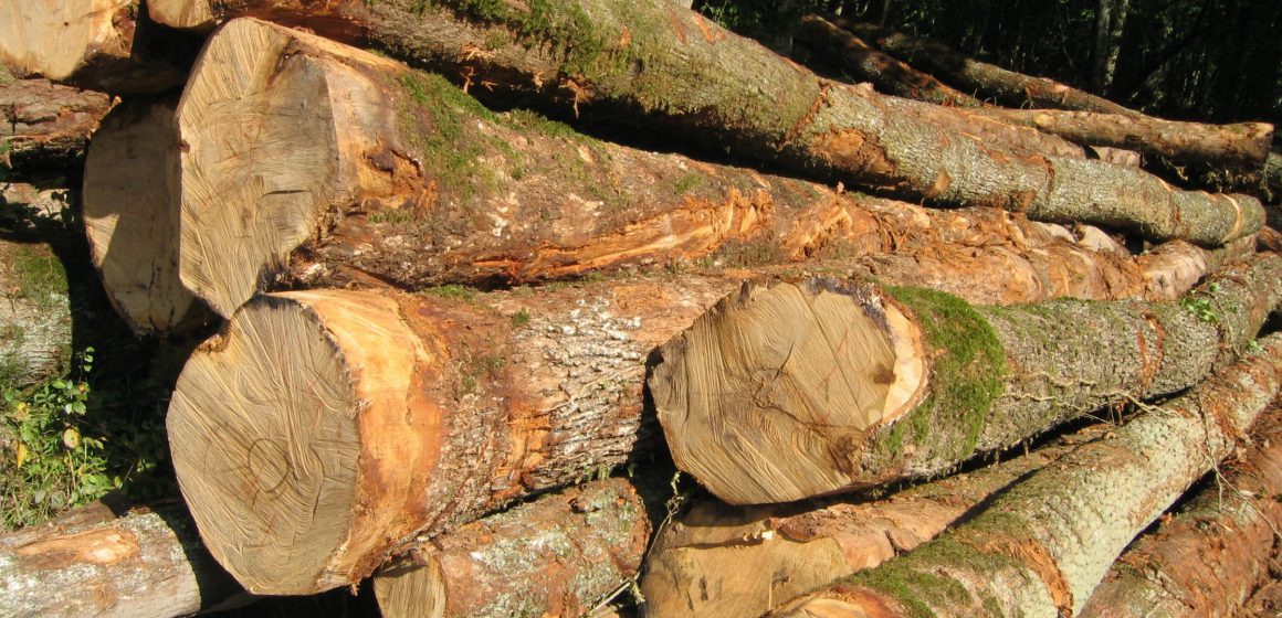 CAMEROUN: L’INDUSTRIE DE TRANSFORMATION DU BOIS VEUT SAUVER L’EMBELLIE DE 2019