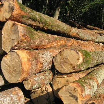 CAMEROUN: L’INDUSTRIE DE TRANSFORMATION DU BOIS VEUT SAUVER L’EMBELLIE DE 2019