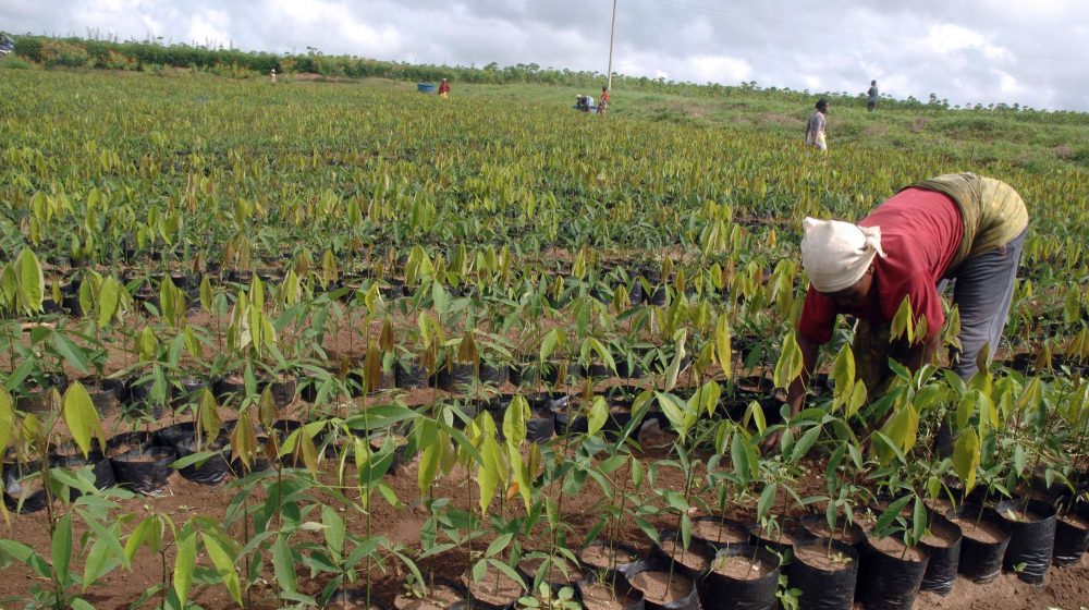 CAMEROUN – AGRICULTURE : 144 MILLIONS FCFA POUR LES AGRICULTEURS DES DEPARTEMENTS DU MOUNGO ET DU NKAM CAMEROUN – AGRICULTURE : 144 MILLIONS FCFA POUR LES AGRICULTEURS DES DEPARTEMENTS DU MOUNGO ET DU NKAM