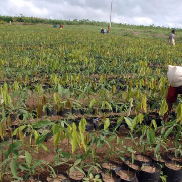 CAMEROUN – AGRICULTURE : 144 MILLIONS FCFA POUR LES AGRICULTEURS DES DEPARTEMENTS DU MOUNGO ET DU NKAM CAMEROUN – AGRICULTURE : 144 MILLIONS FCFA POUR LES AGRICULTEURS DES DEPARTEMENTS DU MOUNGO ET DU NKAM