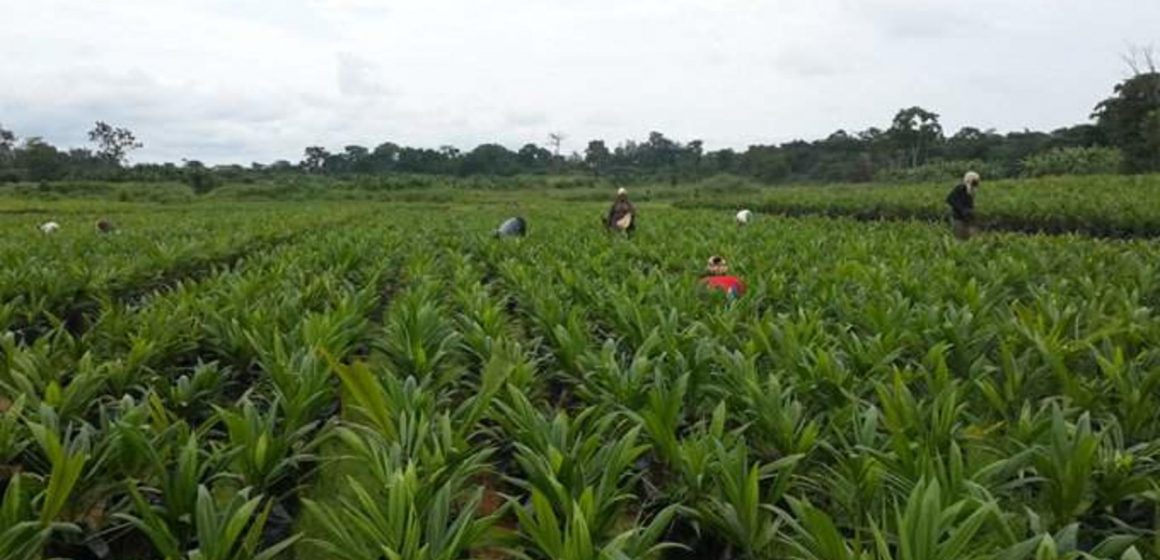 GABON – AGRICULTURE : LE SECTEUR CHERCHE SES MARQUES GABON – AGRICULTURE : LE SECTEUR CHERCHE SES MARQUES