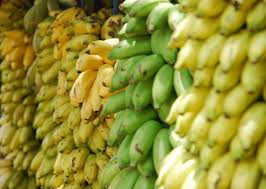 CAMEROUN- ECONOMIE : L’EXPORTATION DE LA BANANE ENREGISTRE 10% DE PLUS EN JUIN 2020 CAMEROUN- ECONOMIE : L’EXPORTATION DE LA BANANE ENREGISTRE 10% DE PLUS EN JUIN 2020