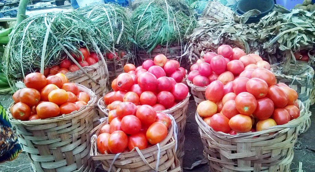 CAMEROUN – HORTICULTURE: LE GOUVERNEMENT VEUT RELANCER LA FILIÈRE TOMATE FRAPPÉE PAR LA COVID-19 CAMEROUN – HORTICULTURE: LE GOUVERNEMENT VEUT RELANCER LA FILIÈRE TOMATE FRAPPÉE PAR LA COVID-19