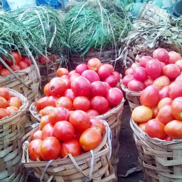 CAMEROUN – HORTICULTURE: LE GOUVERNEMENT VEUT RELANCER LA FILIÈRE TOMATE FRAPPÉE PAR LA COVID-19 CAMEROUN – HORTICULTURE: LE GOUVERNEMENT VEUT RELANCER LA FILIÈRE TOMATE FRAPPÉE PAR LA COVID-19