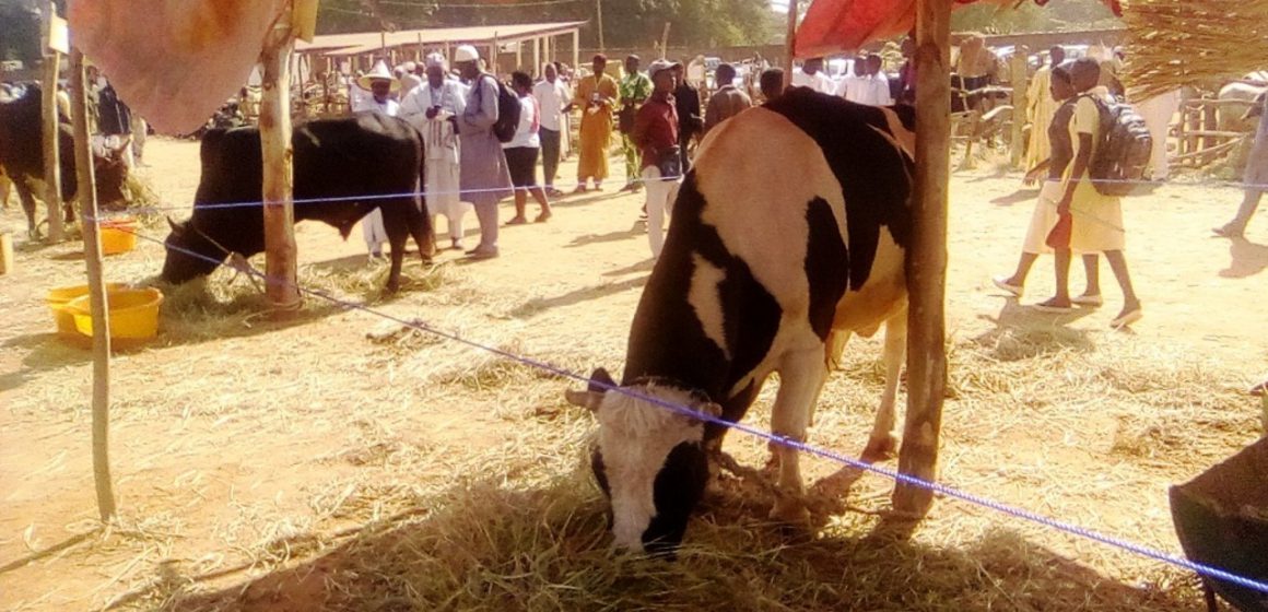 CAMEROUN – SEPTENTRION : 9 MILLIARDS DE F CFA POUR LA PRODUCTION DE PRODUITS LAITIERS ET DE BIOGAZ CAMEROUN – SEPTENTRION : 9 MILLIARDS DE F CFA POUR LA PRODUCTION DE PRODUITS LAITIERS ET DE BIOGAZ
