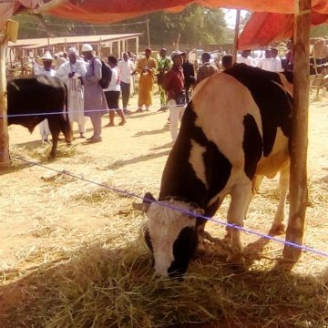 CAMEROUN – SEPTENTRION : 9 MILLIARDS DE F CFA POUR LA PRODUCTION DE PRODUITS LAITIERS ET DE BIOGAZ CAMEROUN – SEPTENTRION : 9 MILLIARDS DE F CFA POUR LA PRODUCTION DE PRODUITS LAITIERS ET DE BIOGAZ