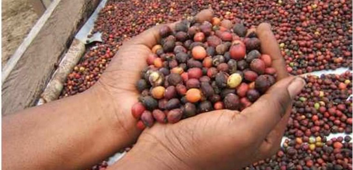 GABON – CAFÉ-CACAO : POUR REVITALISER LA FILIÈRE, LA CAISTAB S’APPUIE SUR LA JEUNESSE GABON – CAFÉ-CACAO : POUR REVITALISER LA FILIÈRE, LA CAISTAB S’APPUIE SUR LA JEUNESSE