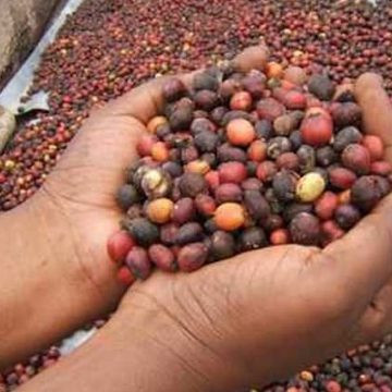 GABON – CAFÉ-CACAO : POUR REVITALISER LA FILIÈRE, LA CAISTAB S’APPUIE SUR LA JEUNESSE