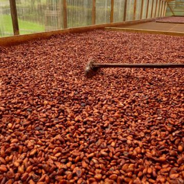 AGRICULTURE : POUR LA PREMIERE FOIS, L’ADAMAOUA, REGION SEPTENTRIONALE DU CAMEROUN, DEVIENT UN BASSIN DE PRODUCTION DU CACAO (ONCC) AGRICULTURE : POUR LA PREMIERE FOIS, L’ADAMAOUA, REGION SEPTENTRIONALE DU CAMEROUN, DEVIENT UN BASSIN DE PRODUCTION DU CACAO (ONCC)