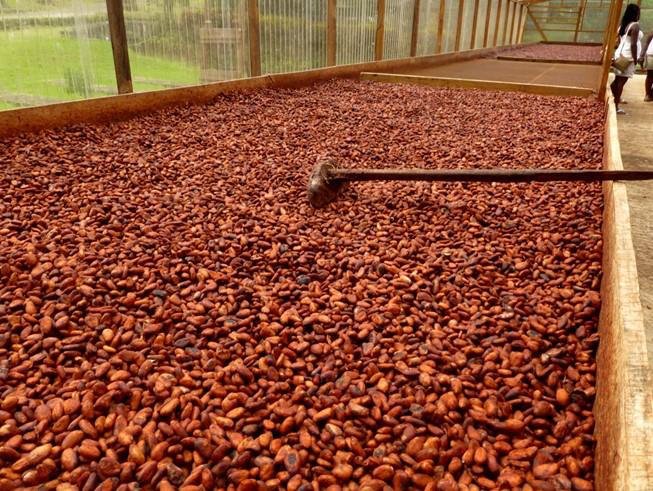 AGRICULTURE : POUR LA PREMIERE FOIS, L’ADAMAOUA, REGION SEPTENTRIONALE DU CAMEROUN, DEVIENT UN BASSIN DE PRODUCTION DU CACAO (ONCC) AGRICULTURE : POUR LA PREMIERE FOIS, L’ADAMAOUA, REGION SEPTENTRIONALE DU CAMEROUN, DEVIENT UN BASSIN DE PRODUCTION DU CACAO (ONCC)