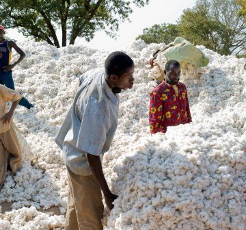 CAMEROUN – ECONOMIE: 600 000 TONNES DE COTON EN 2025 CAMEROUN – ECONOMIE: 600 000 TONNES DE COTON EN 2025