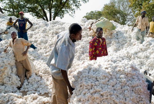 CAMEROUN – ECONOMIE: 600 000 TONNES DE COTON EN 2025 CAMEROUN – ECONOMIE: 600 000 TONNES DE COTON EN 2025