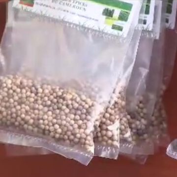AGROBUSINESS : NEGROSS CONSULTING ETEND CROIRE LA PRODUCTION DU POIVRE AU CAMEROUN. AGROBUSINESS : NEGROSS CONSULTING ETEND CROIRE LA PRODUCTION DU POIVRE AU CAMEROUN.
