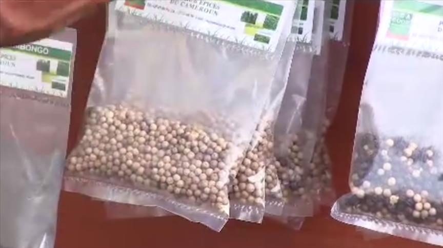 AGROBUSINESS : NEGROSS CONSULTING ETEND CROIRE LA PRODUCTION DU POIVRE AU CAMEROUN. AGROBUSINESS : NEGROSS CONSULTING ETEND CROIRE LA PRODUCTION DU POIVRE AU CAMEROUN.