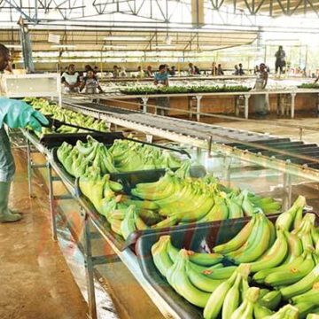 CAMEROUN: LA PHP, LA CDC ET BOH PLANTATIONS EXPORTENT PRES DE 168 000 TONNES DE BANANES CAMEROUN: LA PHP, LA CDC ET BOH PLANTATIONS EXPORTENT PRES DE 168 000 TONNES DE BANANES