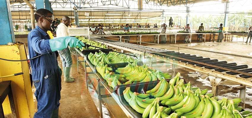 CAMEROUN: LA PHP, LA CDC ET BOH PLANTATIONS EXPORTENT PRES DE 168 000 TONNES DE BANANES CAMEROUN: LA PHP, LA CDC ET BOH PLANTATIONS EXPORTENT PRES DE 168 000 TONNES DE BANANES