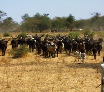 CAMEROUN-ELEVAGE : PLUS DE 10,2 MILLIARDS DE FCFA POUR LA MODERNISATION DU SECTEUR EN 2021 CAMEROUN-ELEVAGE : PLUS DE 10,2 MILLIARDS DE FCFA POUR LA MODERNISATION DU SECTEUR EN 2021