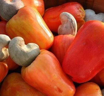 CAMEROUN – REBOISEMENT: LE PAYS VA PLANTER 1 250 ANACADIERS DANS LA LOCALITÉ DE  SANGUÉRÉ CAMEROUN – REBOISEMENT: LE PAYS VA PLANTER 1 250 ANACADIERS DANS LA LOCALITÉ DE  SANGUÉRÉ