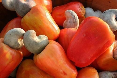 CAMEROUN – REBOISEMENT: LE PAYS VA PLANTER 1 250 ANACADIERS DANS LA LOCALITÉ DE  SANGUÉRÉ CAMEROUN – REBOISEMENT: LE PAYS VA PLANTER 1 250 ANACADIERS DANS LA LOCALITÉ DE  SANGUÉRÉ