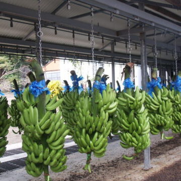 CAMEROUN-COMMERCE: L’EXPORTATION DE BANANE EN HAUSSE DE 0,3% EN MAI 2021 CAMEROUN-COMMERCE: L’EXPORTATION DE BANANE EN HAUSSE DE 0,3% EN MAI 2021