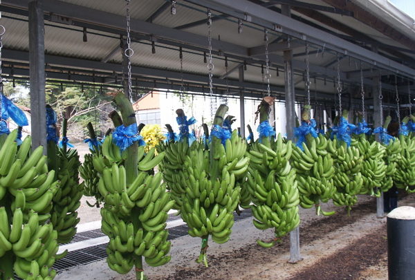 CAMEROUN-COMMERCE: L’EXPORTATION DE BANANE EN HAUSSE DE 0,3% EN MAI 2021 CAMEROUN-COMMERCE: L’EXPORTATION DE BANANE EN HAUSSE DE 0,3% EN MAI 2021