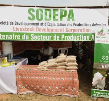 CAMEROUN-ELEVAGE: LA SODEPA VEUT BOOSTER LA FILIÈRE BOVINE EN ZONE FORESTIÈRE CAMEROUN-ELEVAGE: LA SODEPA VEUT BOOSTER LA FILIÈRE BOVINE EN ZONE FORESTIÈRE