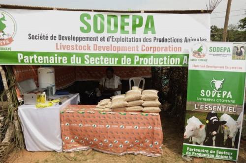 CAMEROUN-ELEVAGE: LA SODEPA VEUT BOOSTER LA FILIÈRE BOVINE EN ZONE FORESTIÈRE CAMEROUN-ELEVAGE: LA SODEPA VEUT BOOSTER LA FILIÈRE BOVINE EN ZONE FORESTIÈRE