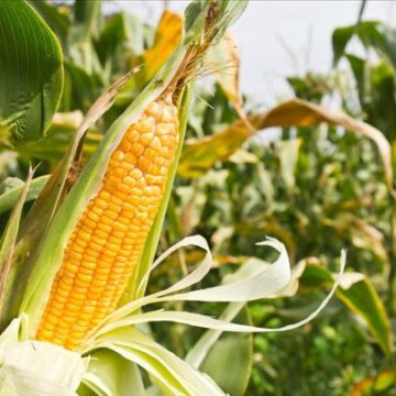 CAMEROUN –  AGRO-INDUSTRIE: BIENTÔT UN PROJET INTÉGRÉ DE PRODUCTION ET TRANSFORMATION DU MAÏS À NTUI CAMEROUN –  AGRO-INDUSTRIE: BIENTÔT UN PROJET INTÉGRÉ DE PRODUCTION ET TRANSFORMATION DU MAÏS À NTUI
