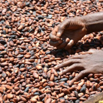 CAMEROUN-CACAO: LE PAYS AMÉLIORE LA QUALITÉ DE SES FÈVES EN 2020-2021 CAMEROUN-CACAO: LE PAYS AMÉLIORE LA QUALITÉ DE SES FÈVES EN 2020-2021