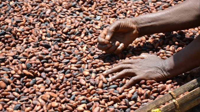 CAMEROUN-CACAO: LE PAYS AMÉLIORE LA QUALITÉ DE SES FÈVES EN 2020-2021 CAMEROUN-CACAO: LE PAYS AMÉLIORE LA QUALITÉ DE SES FÈVES EN 2020-2021