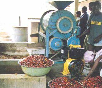 CAMEROUN-AGRICULTURE: DES PRESSOIRS ARTISANAUX POUR LA PRODUCTION DE L’HUILE DE PALME CAMEROUN-AGRICULTURE: DES PRESSOIRS ARTISANAUX POUR LA PRODUCTION DE L’HUILE DE PALME