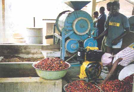 CAMEROUN-AGRICULTURE: DES PRESSOIRS ARTISANAUX POUR LA PRODUCTION DE L’HUILE DE PALME CAMEROUN-AGRICULTURE: DES PRESSOIRS ARTISANAUX POUR LA PRODUCTION DE L’HUILE DE PALME