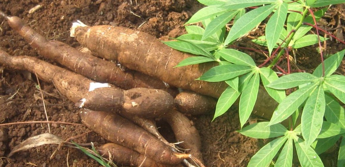 AFRIQUE-AGRICULTURE: LE KENYA TABLE SUR LA PRODUCTION DU MANIOC GÉNÉTIQUE POUR LUTTER CONTRE LA FAMINE AFRIQUE-AGRICULTURE: LE KENYA TABLE SUR LA PRODUCTION DU MANIOC GÉNÉTIQUE POUR LUTTER CONTRE LA FAMINE
