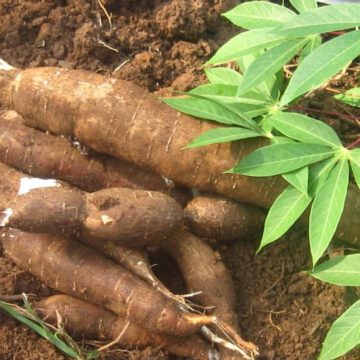 AFRIQUE-AGRICULTURE: LE KENYA TABLE SUR LA PRODUCTION DU MANIOC GÉNÉTIQUE POUR LUTTER CONTRE LA FAMINE AFRIQUE-AGRICULTURE: LE KENYA TABLE SUR LA PRODUCTION DU MANIOC GÉNÉTIQUE POUR LUTTER CONTRE LA FAMINE