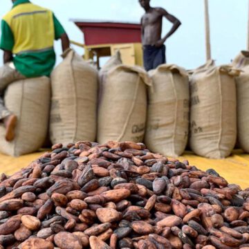CAMEROUN- PRODUCTION DE CACAO: 12%DE HAUSSE POUR LA CAMPAGNE 2020-2021 CAMEROUN- PRODUCTION DE CACAO: 12%DE HAUSSE POUR LA CAMPAGNE 2020-2021