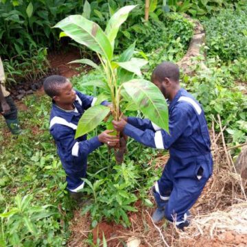 CAMEROUN – AGRICULTURE : BIENTOT UNE FILIERE BANANE PLANTAIN ET PISCICOLE AUTOUR DE KRIBI CAMEROUN – AGRICULTURE : BIENTOT UNE FILIERE BANANE PLANTAIN ET PISCICOLE AUTOUR DE KRIBI