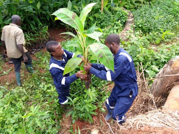 CAMEROUN – AGRICULTURE : BIENTOT UNE FILIERE BANANE PLANTAIN ET PISCICOLE AUTOUR DE KRIBI CAMEROUN – AGRICULTURE : BIENTOT UNE FILIERE BANANE PLANTAIN ET PISCICOLE AUTOUR DE KRIBI