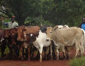 CAMEROUN – ELEVAGE : 10 MILLIARDS D’INVESTISSEMENT POUR 88 PROJETS CAMEROUN – ELEVAGE : 10 MILLIARDS D’INVESTISSEMENT POUR 88 PROJETS