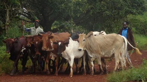 CAMEROUN – ELEVAGE : 10 MILLIARDS D’INVESTISSEMENT POUR 88 PROJETS CAMEROUN – ELEVAGE : 10 MILLIARDS D’INVESTISSEMENT POUR 88 PROJETS
