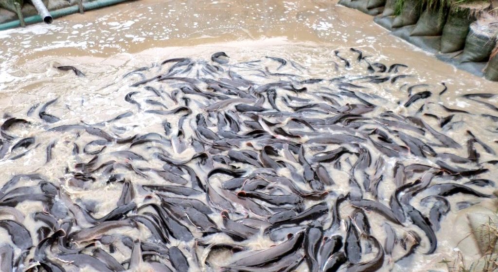 CAMEROUN-AQUACULTURE: 21,3 MILLIARDS POUR BOOSTER LA PRODUCTION CAMEROUN-AQUACULTURE: 21,3 MILLIARDS POUR BOOSTER LA PRODUCTION