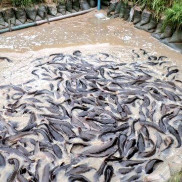 CAMEROUN-AQUACULTURE: 21,3 MILLIARDS POUR BOOSTER LA PRODUCTION CAMEROUN-AQUACULTURE: 21,3 MILLIARDS POUR BOOSTER LA PRODUCTION