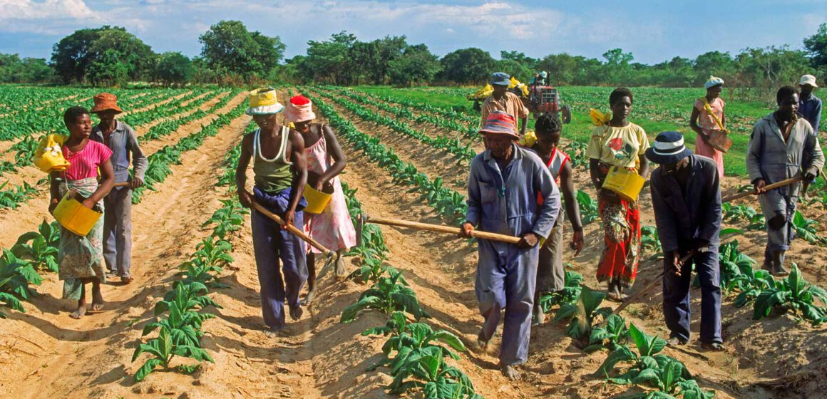 CAMEROUN- AGRICULTURE : LA BAD VOLE AU SECOURS DU SECTEUR EN PLEINE CRISE UKRAINIENNE CAMEROUN- AGRICULTURE : LA BAD VOLE AU SECOURS DU SECTEUR EN PLEINE CRISE UKRAINIENNE