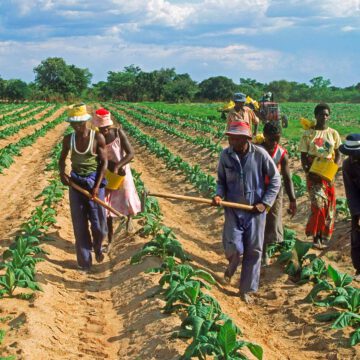 CAMEROUN- AGRICULTURE : LA BAD VOLE AU SECOURS DU SECTEUR EN PLEINE CRISE UKRAINIENNE CAMEROUN- AGRICULTURE : LA BAD VOLE AU SECOURS DU SECTEUR EN PLEINE CRISE UKRAINIENNE
