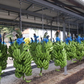 CAMEROUN-COMMERCE:  PLUS DE 27% DE HAUSSE EN AVRIL POUR L’EXPORTATION DE LA BANANE CAMEROUN-COMMERCE:  PLUS DE 27% DE HAUSSE EN AVRIL POUR L’EXPORTATION DE LA BANANE